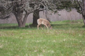 Deer_grazing_in_lawns (5)